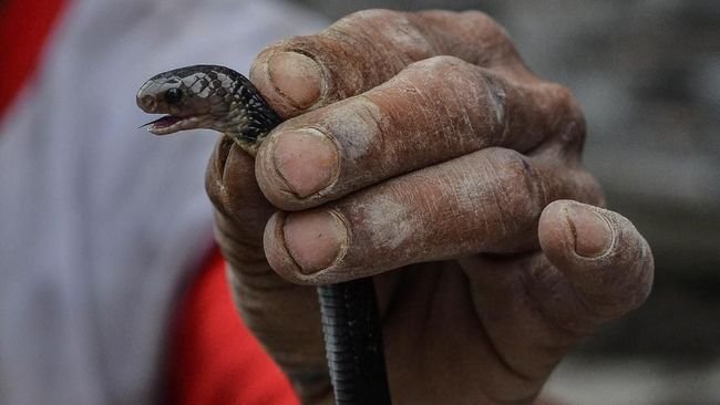 Pleno Suara di Jambi Geger Gara-gara Ular Kobra Masuk Celana Ketua PPK