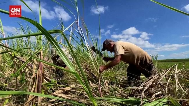 Pernah Jadi 'Raja', Kini Produksi Gula Alami Krisis di Kuba