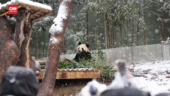 Lucunya Panda di Korsel Main Salju untuk Pertama Kali