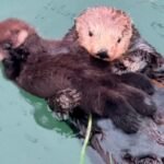 Induk dan Bayi Berang-berang Gemas Menanti Pengunjung Pantai