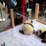 Melihat Upacara Penamaan Dua Bayi Panda Kembar di Berlin