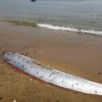 'Ikan Kiamat' Oarfish Kembali Terdampar di California, Pertanda Apa?