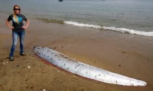 'Ikan Kiamat' Oarfish Kembali Terdampar di California, Pertanda Apa?