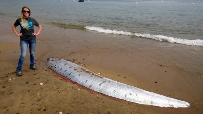 'Ikan Kiamat' Oarfish Kembali Terdampar di California, Pertanda Apa?