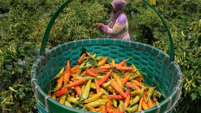 Petani Khawatir Harga Cabai 'Terbang' Gegara Terdampak Cuaca Ekstrem