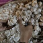 Pengusaha Ungkap Biang Kerok Harga Bawang Putih Meroket