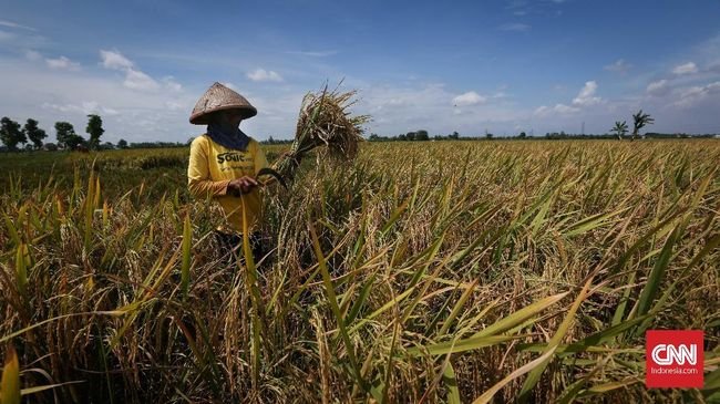 Pemerintah Pusat Bakal Punya Wewenang Bangun Irigasi Ribuan Hektare