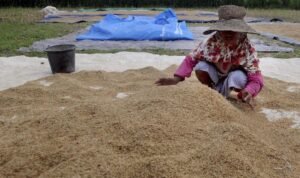 Prabowo Kerek Harga Gabah Jadi Rp6.500 per Kg, Jagung Rp5.500 per Kg