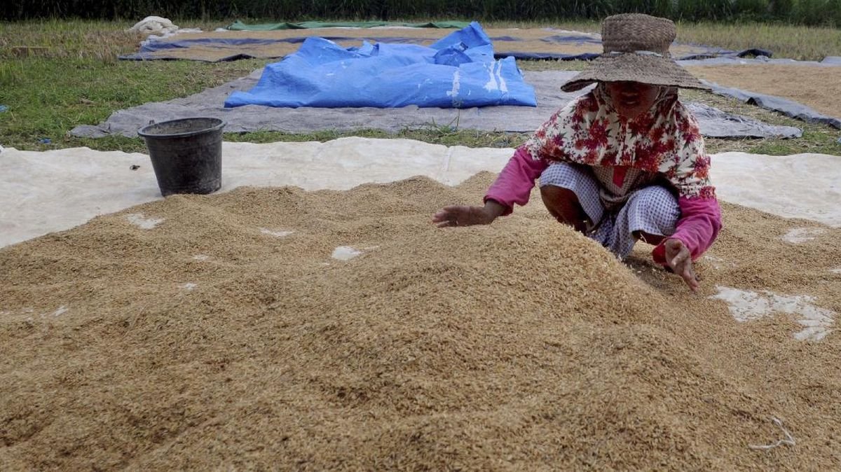 Prabowo Kerek Harga Gabah Jadi Rp6.500 per Kg, Jagung Rp5.500 per Kg