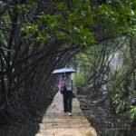 Hutan Mangrove, Penyerap Karbon Pelindung Ekositem Pesisir