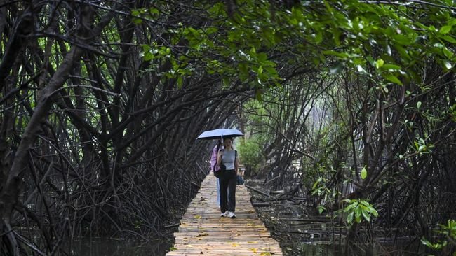 Hutan Mangrove, Penyerap Karbon Pelindung Ekositem Pesisir