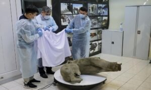 Penampakan Mumi Bayi Mammoth Utuh Berusia 50.000 Tahun di Rusia