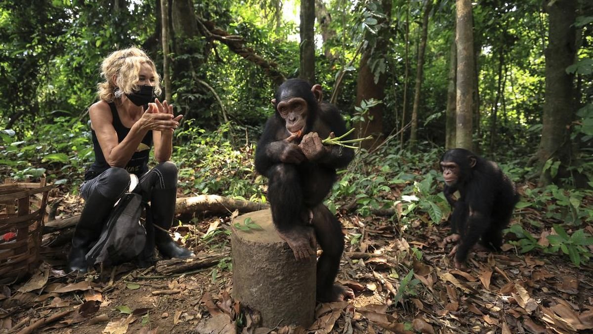 Kehidupan Baru Simpanse Remaja di 'Panti Asuhan' Kamerun