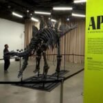 Museum di AS Pamerkan Fosil Stegosaurus