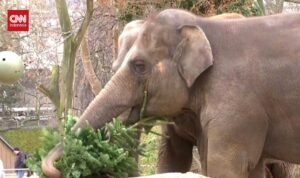 Akhir Tahun Istimewa Gajah-gajah Berlin, Dapat Santapan Spesial