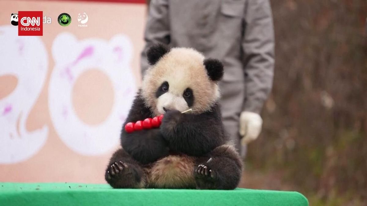 Penampilan Gemas 25 Anak Panda Jelang Festival Musim Semi