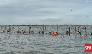 Pagar Laut Tangerang Sudah Terbongkar 11,75 km