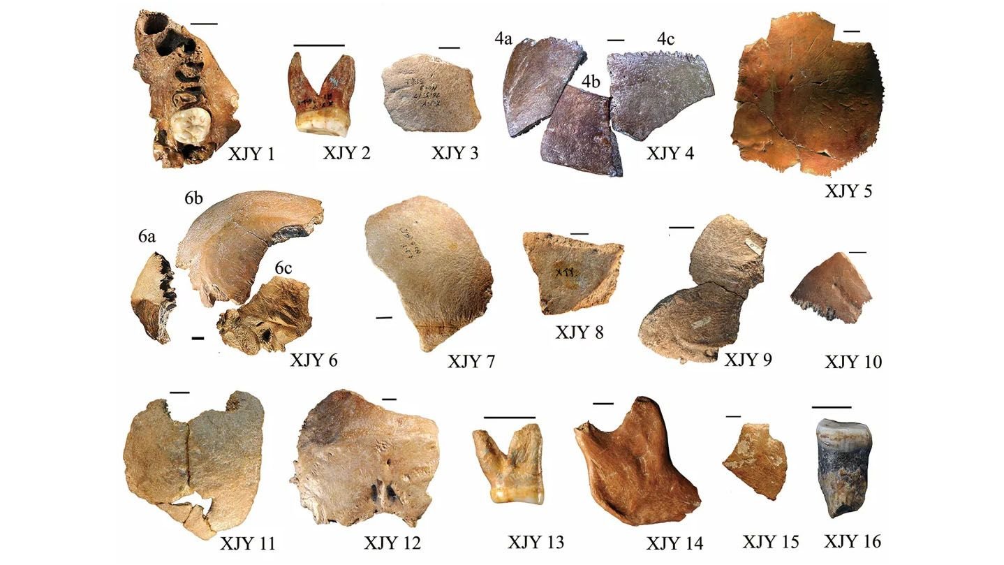 Fosil Manusia Purba Homo Juluensis