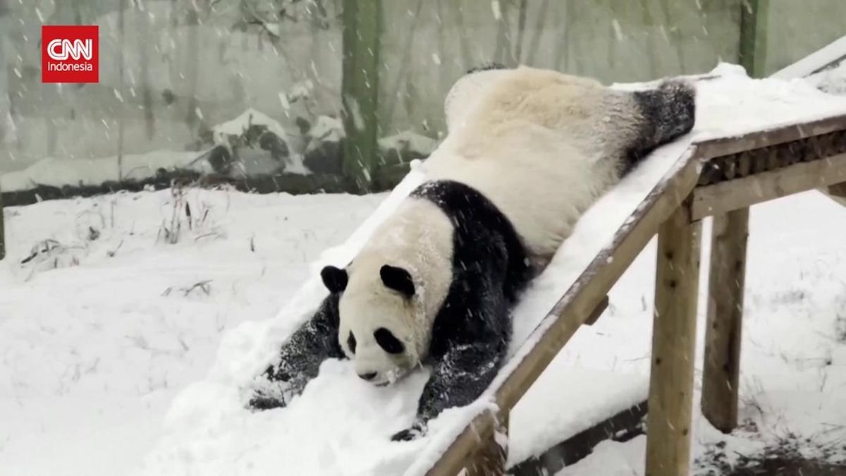 Panda Menggemaskan Jadi Hiburan Saat Musim Dingin di China