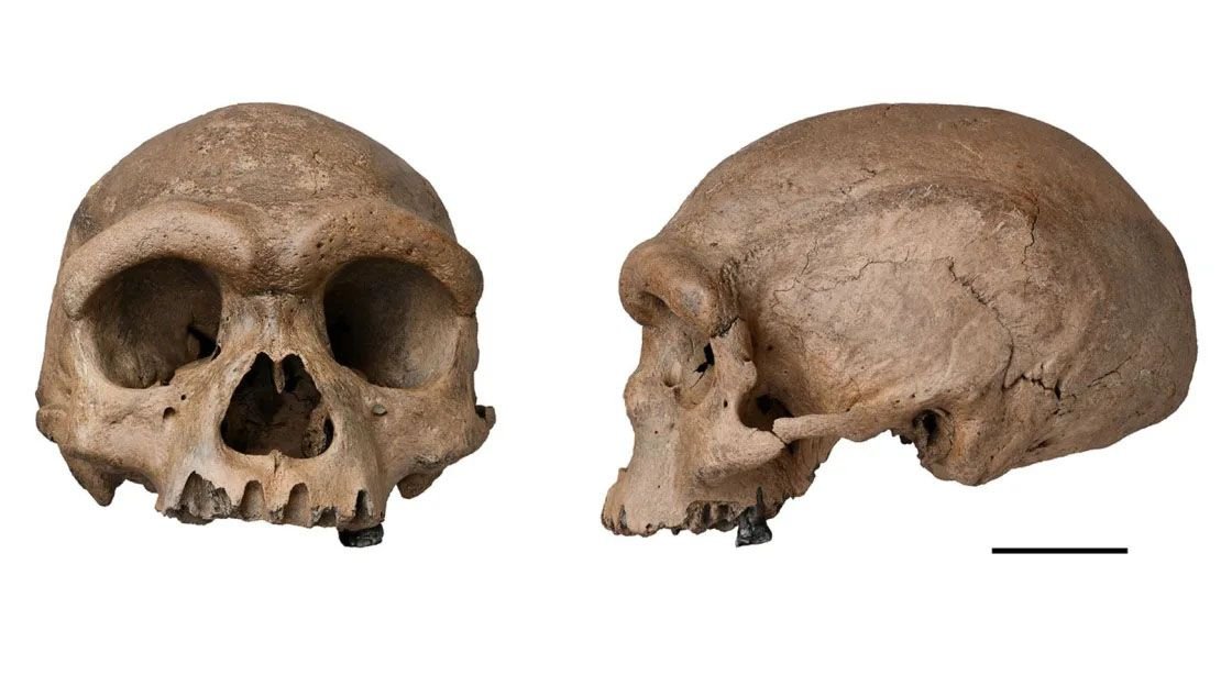 Fosil Manusia Purba Homo Juluensis