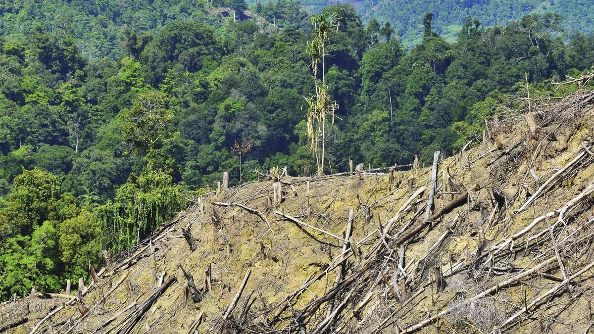 Walhi soal Menhut Ubah 20 Juta Ha Hutan untuk Pangan-Energi: Kiamat