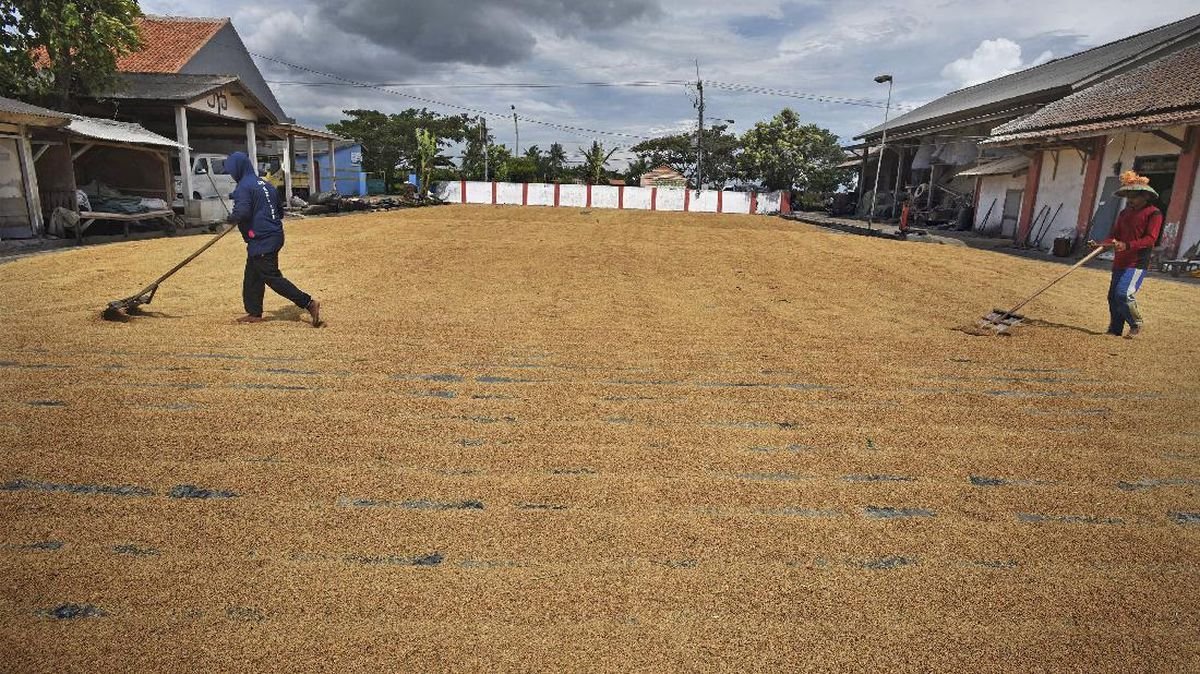 Harga Gabah Anjlok di Kaltara, Petani Teriak