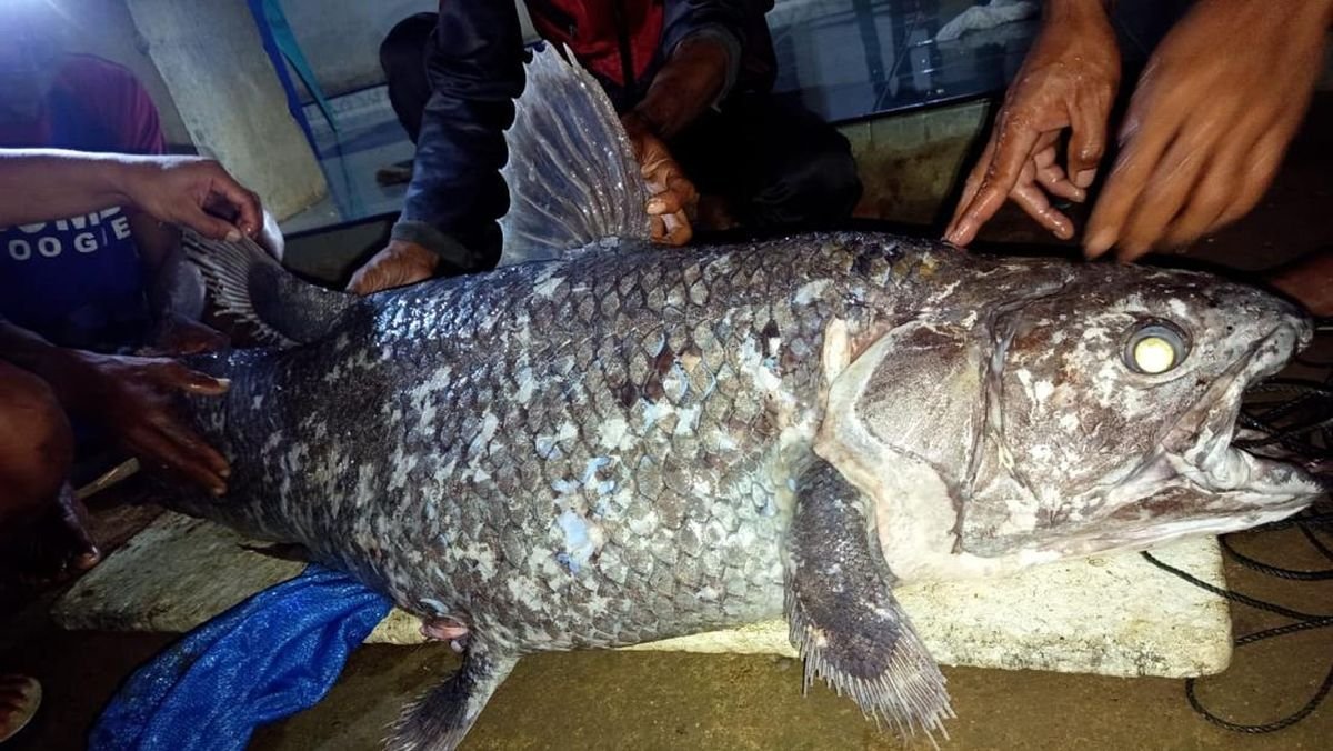 Heboh Penemuan Ikan Purba Coelacanth di Gorontalo, Ini Kata Pakar BRIN