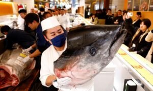 Seekor Ikan Tuna Seberat 276 Kg Laku Rp20 M dalam Lelang di Tokyo