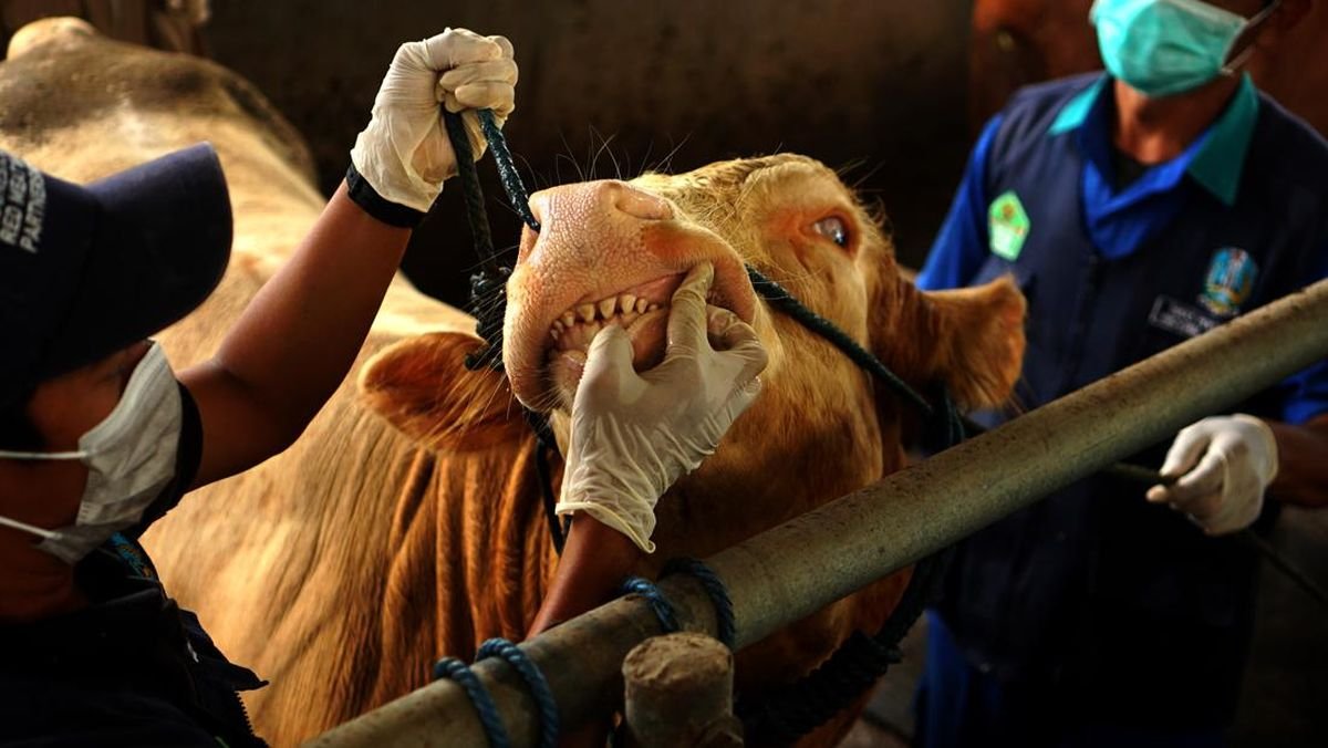 12 Ribu Sapi Terserang PMK di Jatim, 689 Ekor Mati