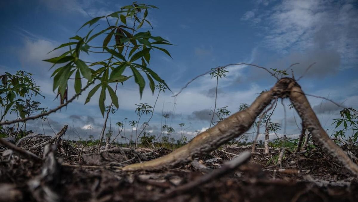 Pakar Ungkap Dampak Buruk Ubah 20 Juta Ha Hutan untuk Pangan-Energi