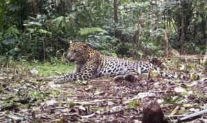 Penampakan Macan Tutul Jawa Usai Tertangkap Kamera di Sindoro-Dieng