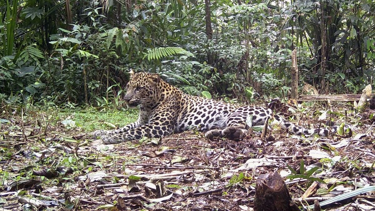 Penampakan Macan Tutul Jawa Usai Tertangkap Kamera di Sindoro-Dieng