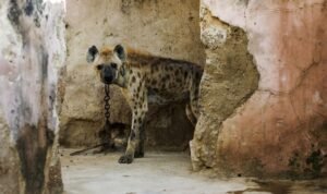 Hyena Langka Muncul Lagi di Mesir Setelah Ribuan Tahun, Cek Kata Pakar