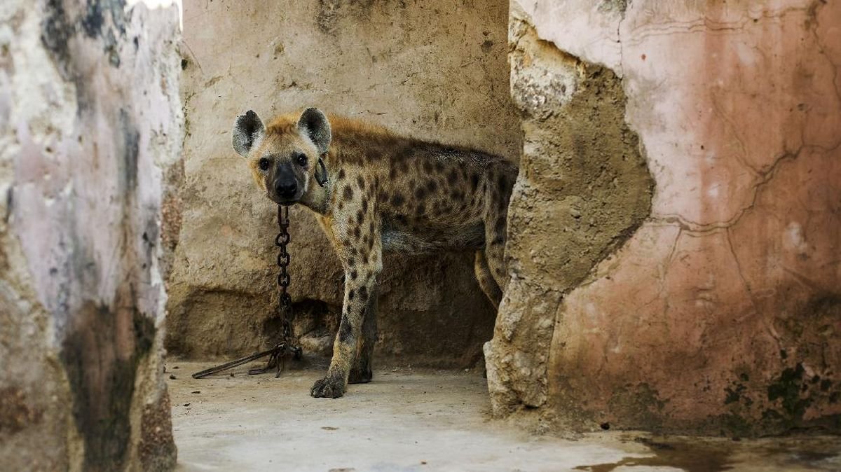 Hyena Langka Muncul Lagi di Mesir Setelah Ribuan Tahun, Cek Kata Pakar