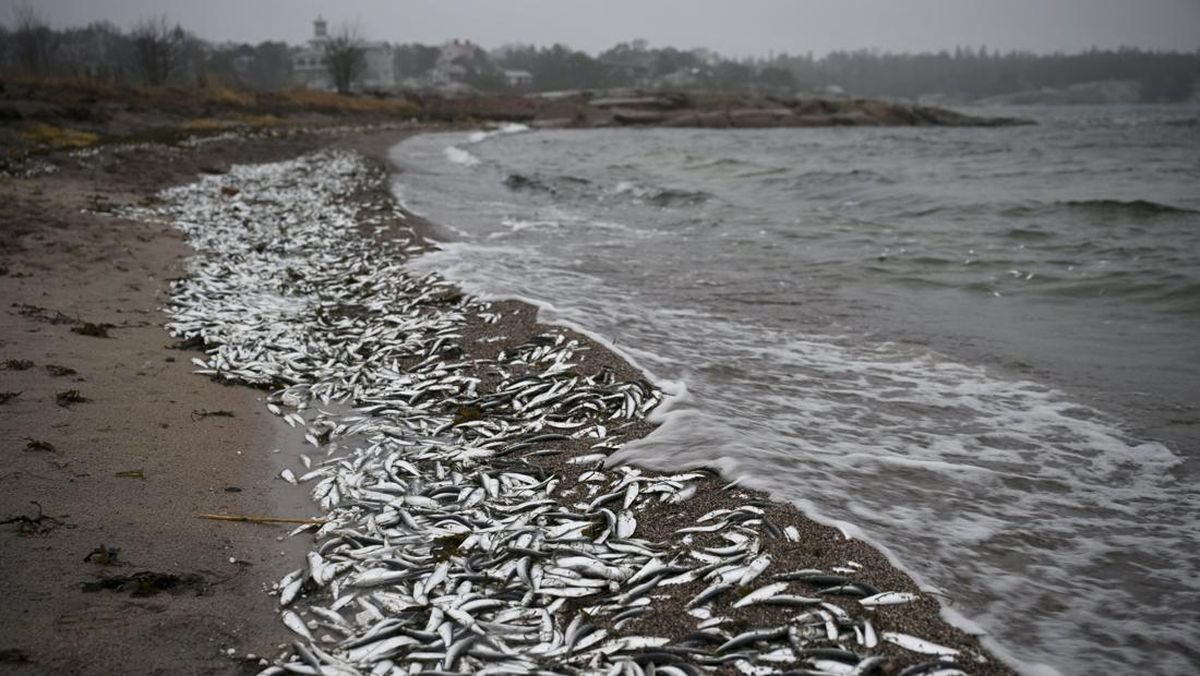 Zat Misterius Bunuh Ikan-ikan di Pantai Finlandia