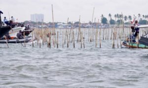 Pagar Laut Tangerang Sudah Dibongkar 22,5 Km