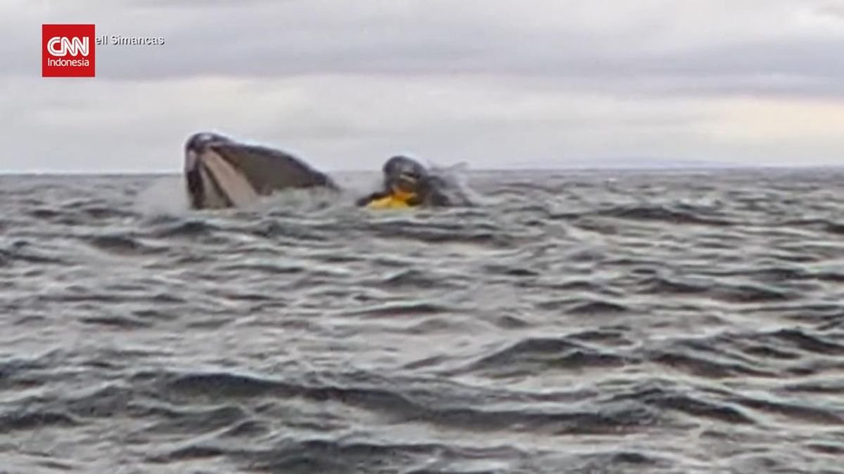 Detik-detik Paus Bungkuk Telan Pendayung Kayak di Chile