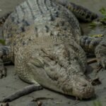 Serangan Buaya di Indonesia Tertinggi di Dunia, Ini penyebabnya