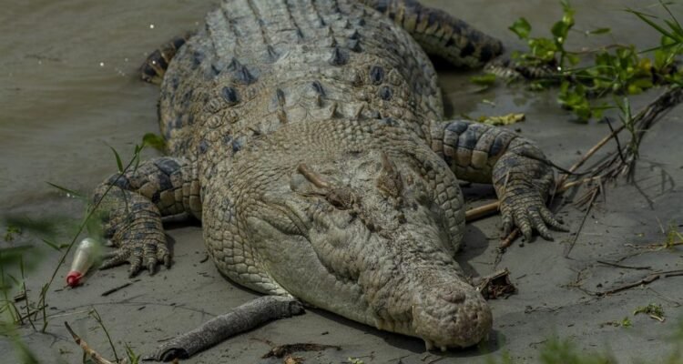 Serangan Buaya di Indonesia Tertinggi di Dunia, Ini penyebabnya