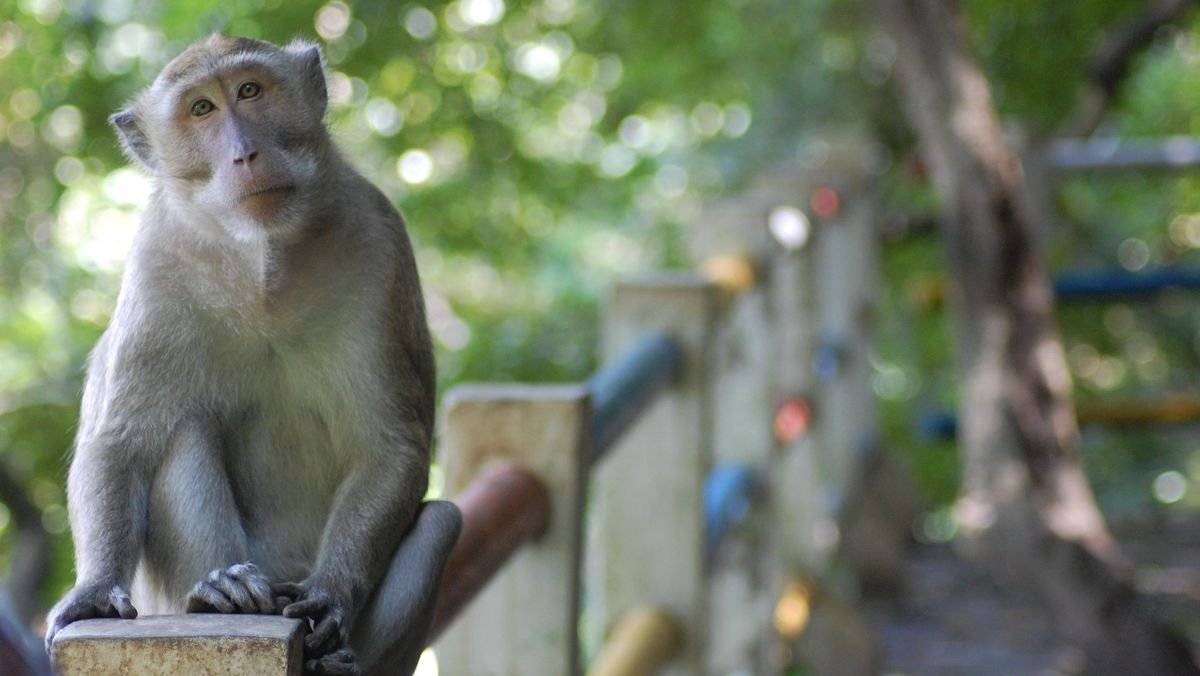 Monyet Bikin Ulah Sebabkan Pemadaman Listrik Nasional di Sri Lanka