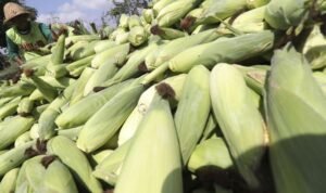 HPP Jagung Resmi Naik Jadi Rp5.500 per Kg