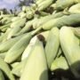 HPP Jagung Resmi Naik Jadi Rp5.500 per Kg