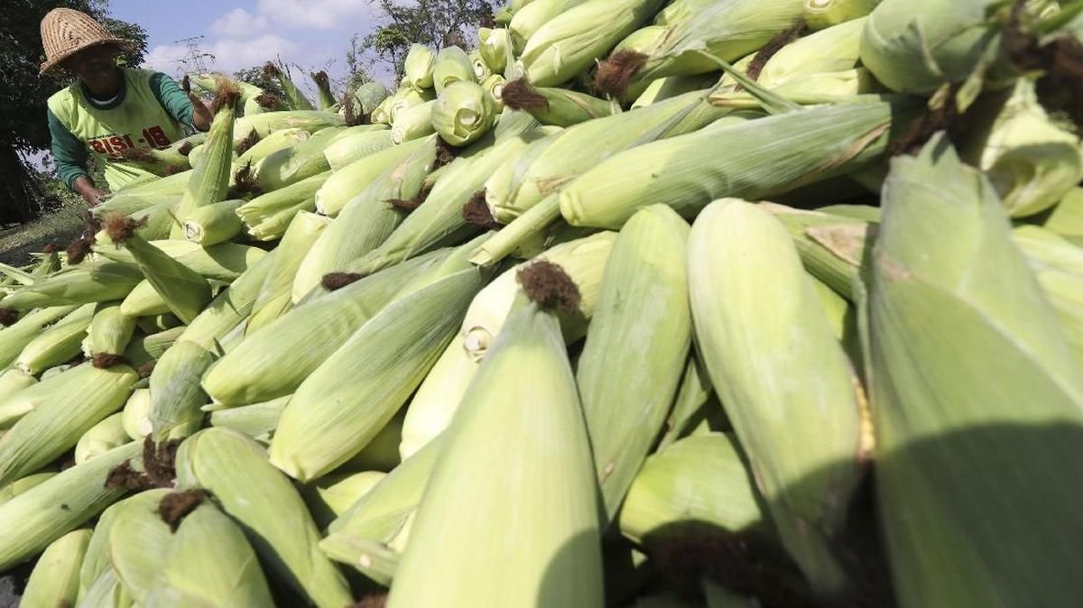 HPP Jagung Resmi Naik Jadi Rp5.500 per Kg