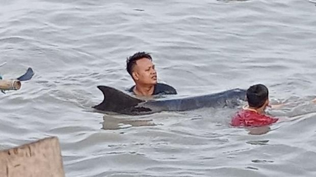 Lumba-lumba diselamatkan kembali ke laut lepas usai terdampar di pesisir perairan Kenjeran, Surabaya, Selasa (3/2/2025). Awalnya lumba-lumba ini tersangkut di jaring nelayan, tetapi malah kembali ke pantai usai dilepaskan.