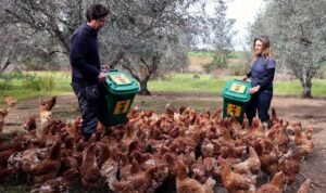 Ayam "Afkiran" Penyubur dan Pemotong Alami Kebun Zaitun