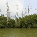 Warga Pesisir Karimun Protes Lahan 80 Hektare Kawasan Mangrove Dijual