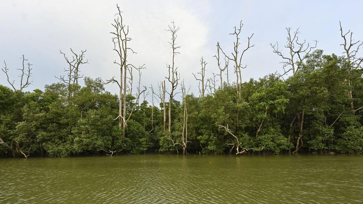 Warga Pesisir Karimun Protes Lahan 80 Hektare Kawasan Mangrove Dijual