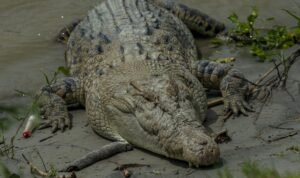 Serangan Buaya di Indonesia Tertinggi di Dunia, Ini penyebabnya