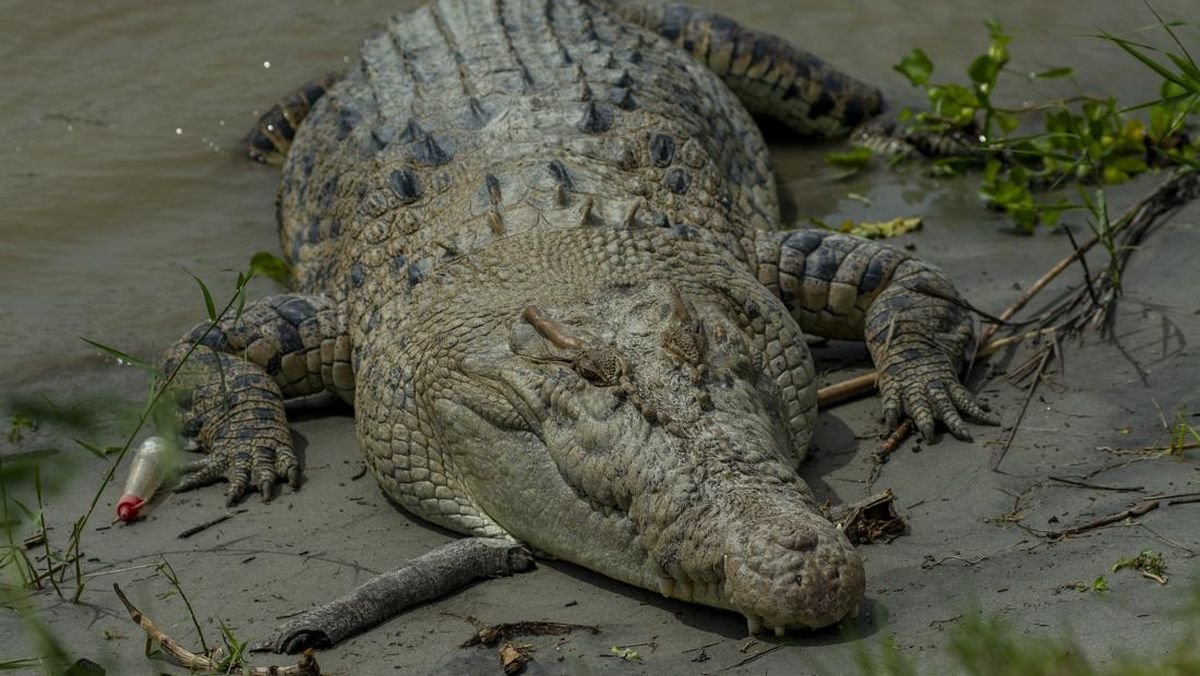 Serangan Buaya di Indonesia Tertinggi di Dunia, Ini penyebabnya