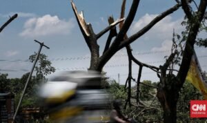 Angin Kencang di Bali, Puluhan Pohon Tumbang Hingga Gangguan Listrik